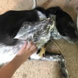 Hi im Eva and i am a experienced dog walker and pet sitter i will make sure your dogs or animal has a joyful time here!