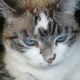 Reliable, caring pet sitter in New Westminster
