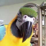 Loving Pet Care Provider for Your Home