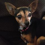 Looking For a Pet Walking Job in Hereford, TX