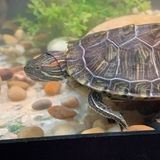 I have 5 fish tanks, two dogs, a turtle, and two birds! I have experience with different types of animals.