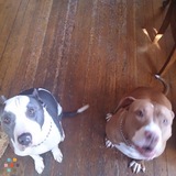 Dog walker