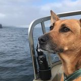 Loving Pet Owner in Port Angeles
