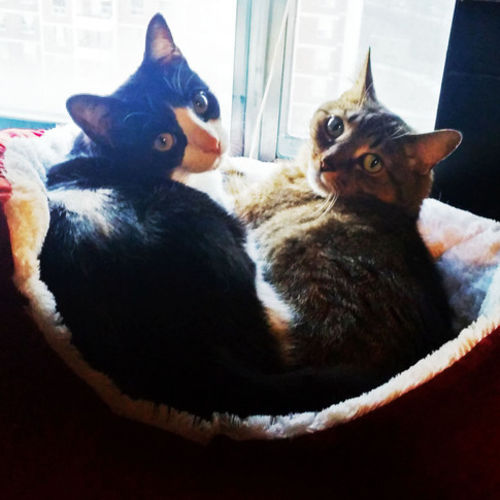 Pet Care Job Besa Shemovski Thomas's Profile Picture
