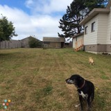 Dog Day Care or Overnight Care