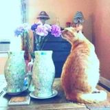 Knowledgeable Pet Care Provider in Savannah, Georgia