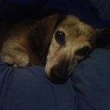 Petsitter, in home care, meds, overnights