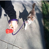 San Luis Obispo Pet Sitter, Trainer, Walker.