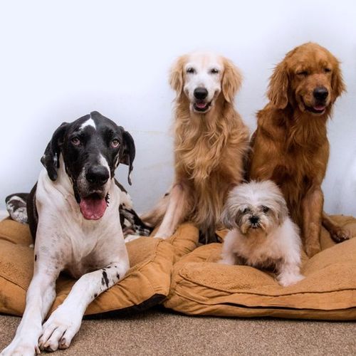 Pet Care Provider Faye V's Profile Picture