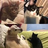 Hard Working Pet Sitting Available Now!
