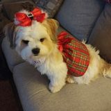 Wanted: Morristown Pet Sitter