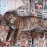 Maricopa, Arizona Petsitter