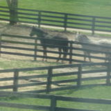 Overnight Dog, Cat and Horse Sitter needed a few weeks a Year