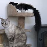 Experience and EnthusiasmLet Me Love Your Pets