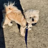 Friendly Dog Walker