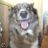 Pet care provider