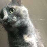 In need of someone to feed, water and play with my beautiful kitty once a day from April 12-15.