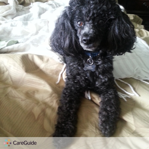 Pet Care Provider Ella K's Profile Picture