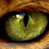 Experienced Pet Care Provider