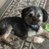 Honest Dog Sitter in Pearland