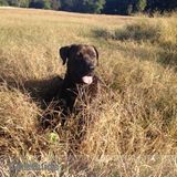 Looking for a dog sitter- all day option preferred