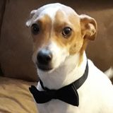 Experienced property owner and attentive pet parent available for sitting services