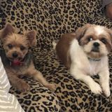 Capable Pet Sitting Available Now!