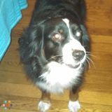 Need Doggy day care on 11/8/14 in Ellensburg WA. For about 5 hrs or so.