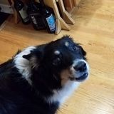Available For La Grange Park Dog Walker Opportunity