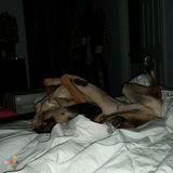 Captain Jack Sparrow seeks high energy 2 legged Pirate playmate!