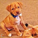 Puppy sitter