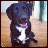 Friendly Lab Mix Needs A Pet Sitter!