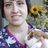 Experienced Registered Veterinary Technician