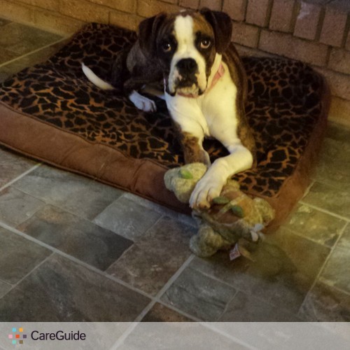 Pet Care Provider Dona C's Profile Picture