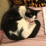 Pet Sitting Wanted in Phoenix