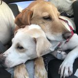 Pet sitter needed for 1/6/20 from 9:30-5:30