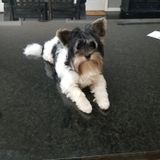 Locust Grove, Georgia Dog Walker Job