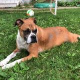 Interested In a Dog Walker Job in Parsippany, New Jersey