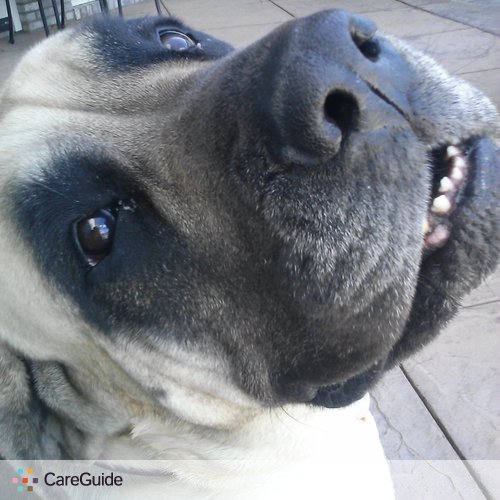 Pet Care Provider Jason C's Profile Picture