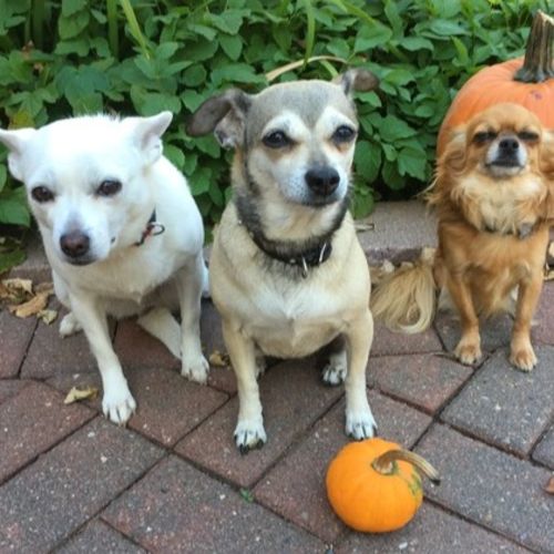 Pet Care Provider Cheryl S's Profile Picture