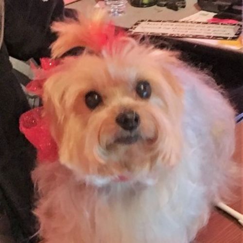 Pet Care Provider Suzie Dickard's Profile Picture
