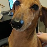 Employing a Qualified Petsitter in Huntington Beach