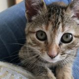 Looking for cat sitter: quick check in, feed and clean litter box