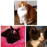 Elizabethtown, KY Kitty Keeper