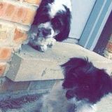 Doggy lover!
