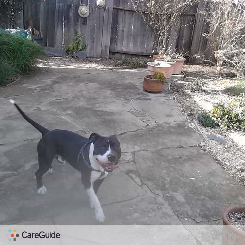 Pet Care Provider Cynthia R's Profile Picture