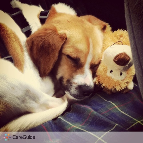 Pet Care Job Christina Modlin's Profile Picture