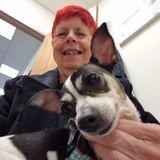 Reliable, trustworthy pet sitter in their own homes