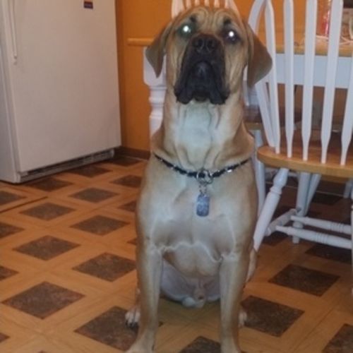 Pet Care Job Raquel J's Profile Picture