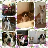Experienced pet care, dog walking even training. All animals welcome. I love them all.